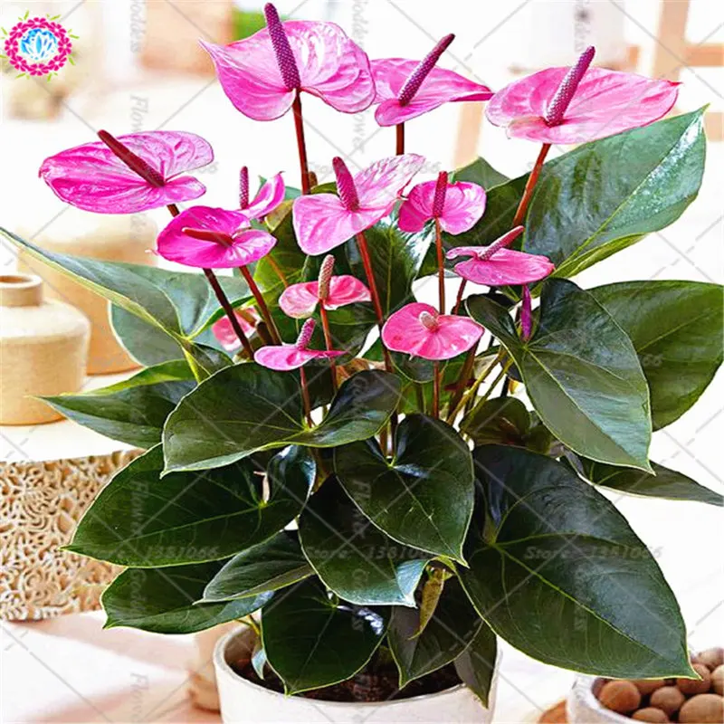 BONSAI 100pcs/bag Anthurium Flower Andraeanu plants Balcony Potted Diy Anthurium bonsai For Home Garden