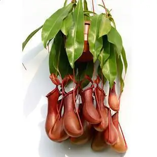 20 seeds/pack Nepenthes seeds can do spider plants summer insects to help. |