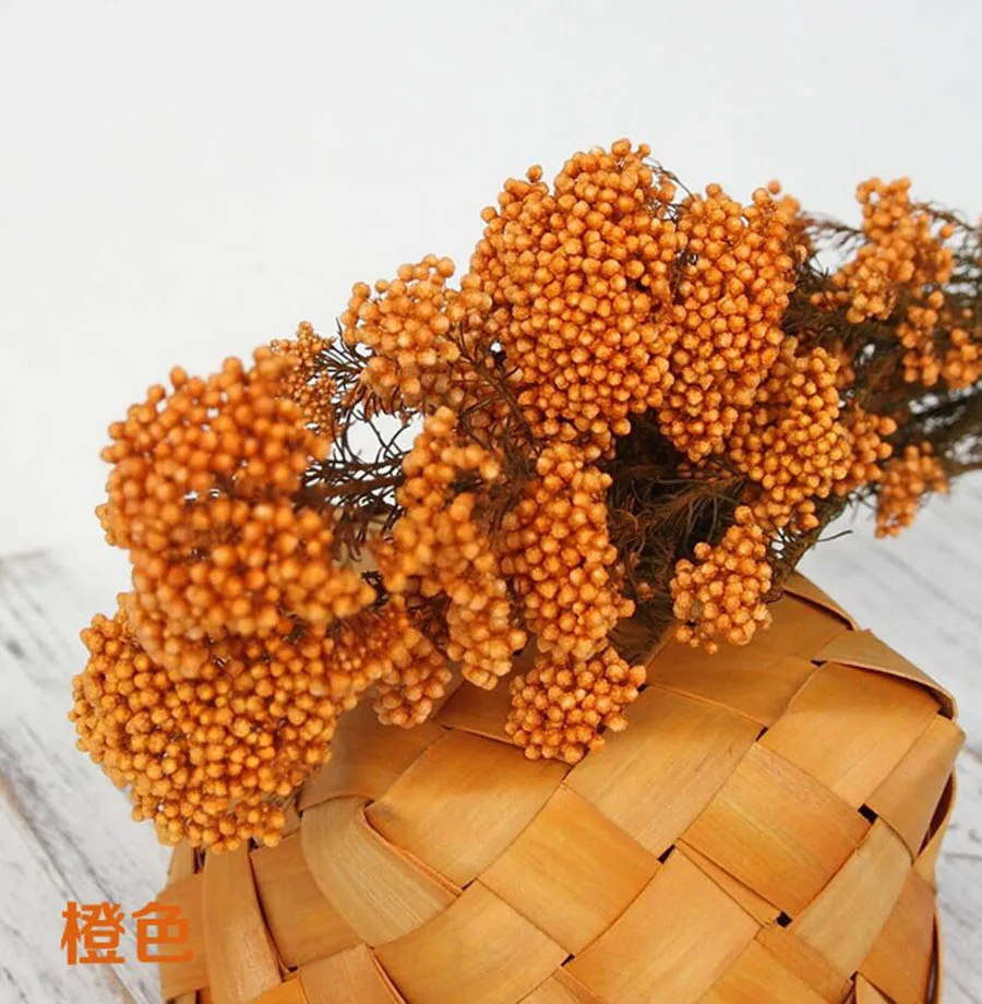 永生米花(爱考拉电子)-橙