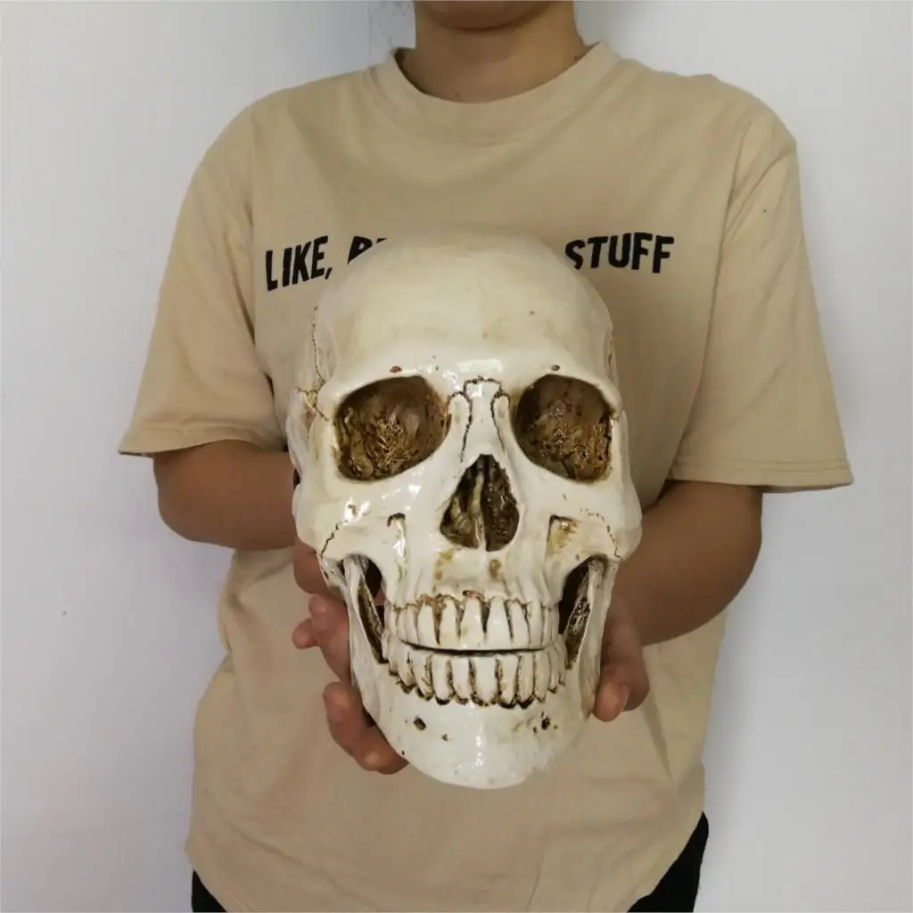 

Human Head Resin Replica Medical Model Lifesize Halloween Home Decoration Decorative Craft Skull 22x15x17CM