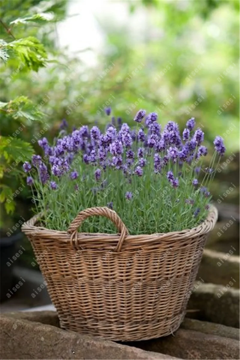 100 Pcs Provence Lavender bonsai Purple Lavandula Vanilla flores Fragrant Organic lavender plantas Plant Flower Home garden