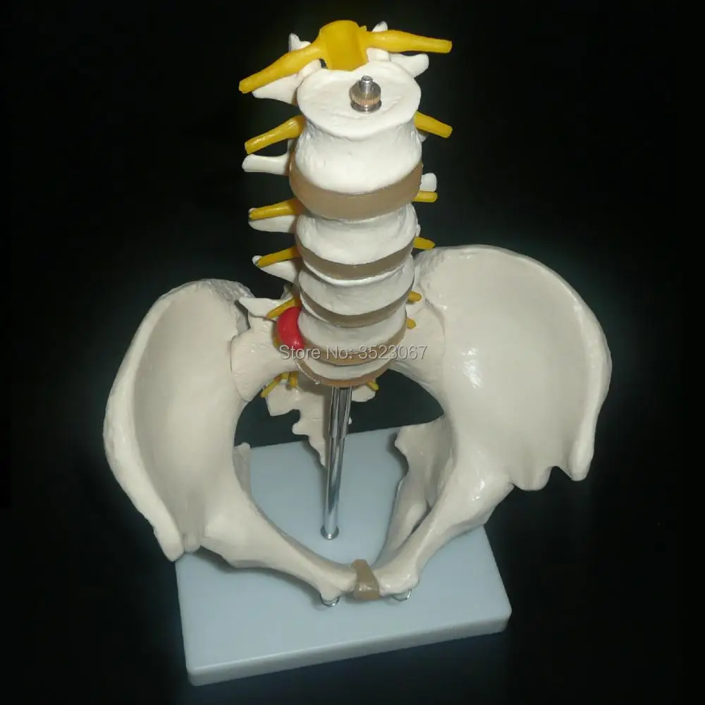 

Pelvis with 5pcs Lumbar Vertebrae Model anatomy skull skeleton brain model mixer in trauma for sale esqueleto anatomia