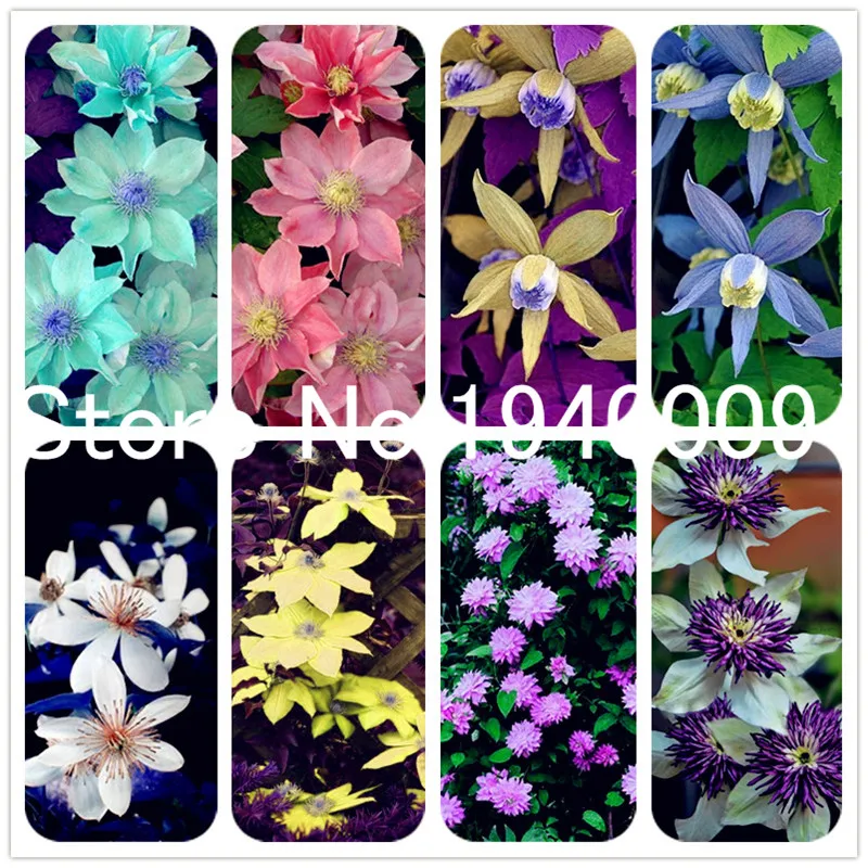 

200 Pcs Climbing Clematis Flore Flower Seedsplants Rainbow Perennial Courtyard Balcony Bonsai Plants flowers perennial garden