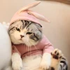 Милые костюмы для кошек, зимняя теплая одежда для маленьких кошек и собак, милая куртка в форме кролика для котят и котят, одежда для домашних животных ► Фото 3/6