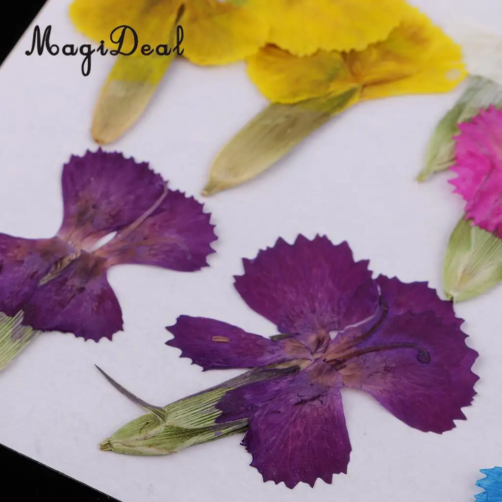 12Pcs Real Pressed Leaves Dried Flower Dianthus Flowers Embellishments DIY Materials Card Making Scrapbooking Art Crafts Jewelry