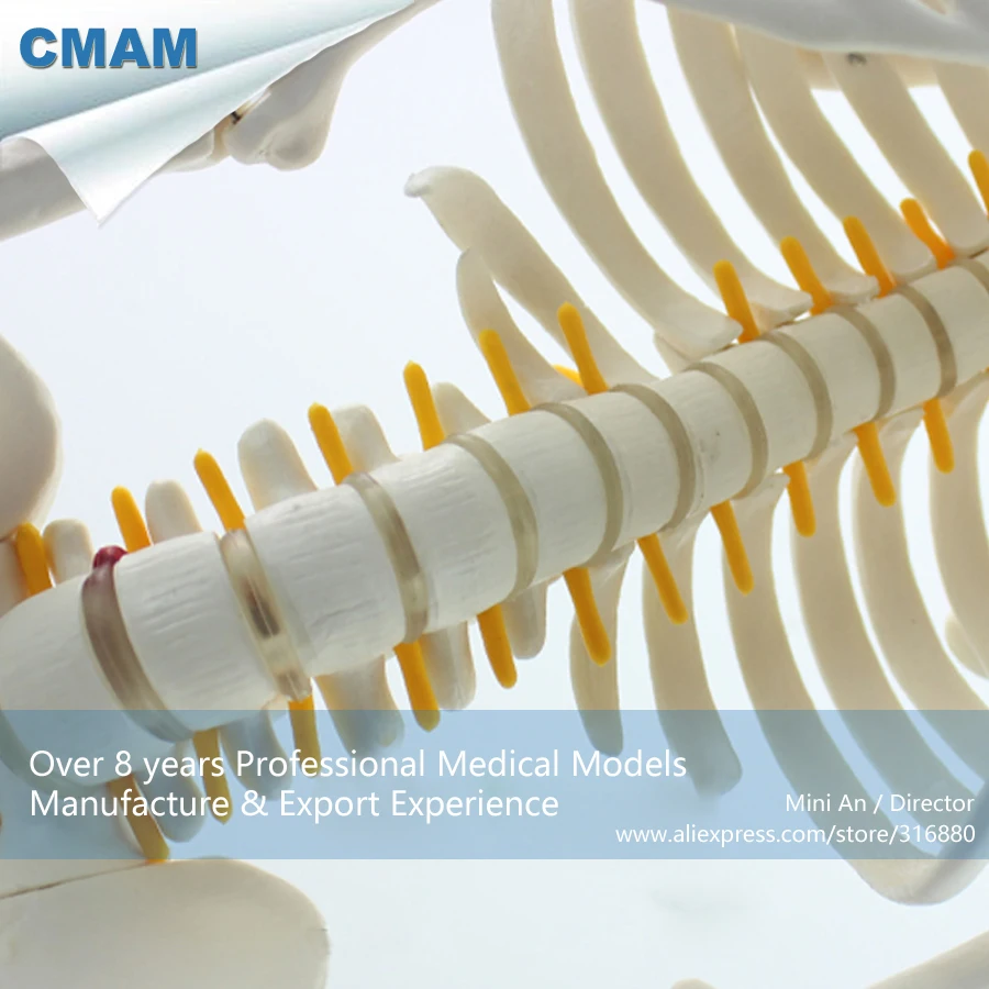 12365/мини-модель скелета человека 85 см с спинномозговым нервом, медицинские образовательные Обучающие анатомические модели