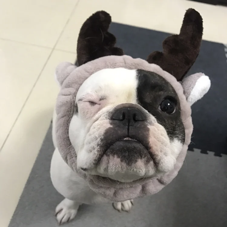 

Dog Elk Reindeer Antler Hat Cap Dog Cat Pet Christmas Halloween Costume Outfits Small Dog Headwear Hair Grooming Accessories