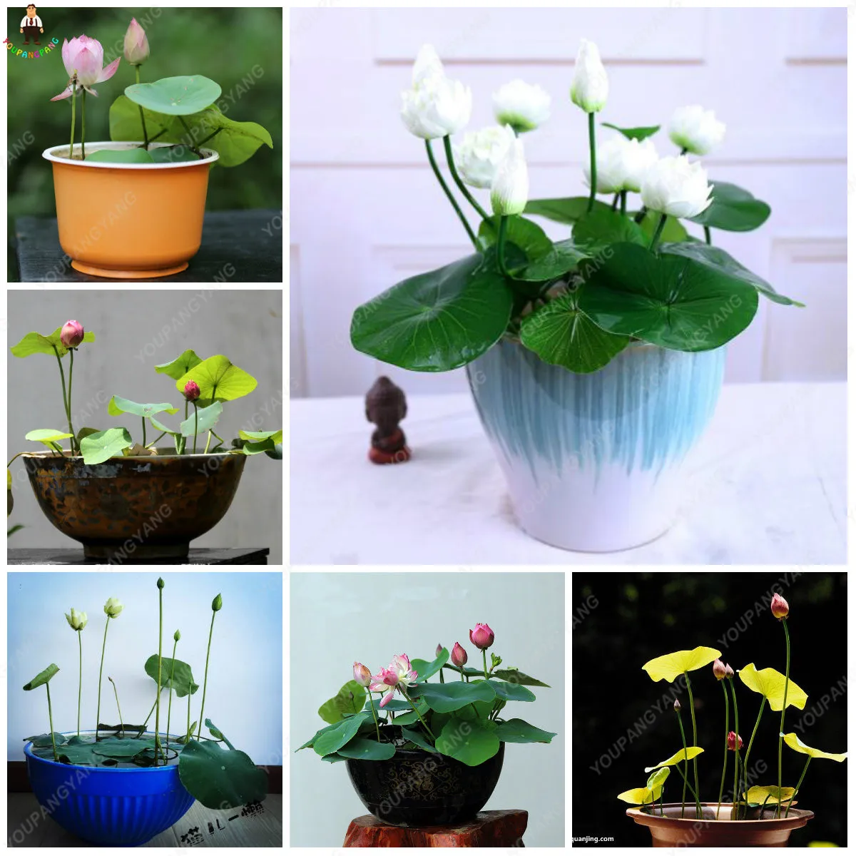 

bonsai 10pcs/pack bowl lotus plants hydroponic planting aquatic plantas flower pot water lily diy for Garden