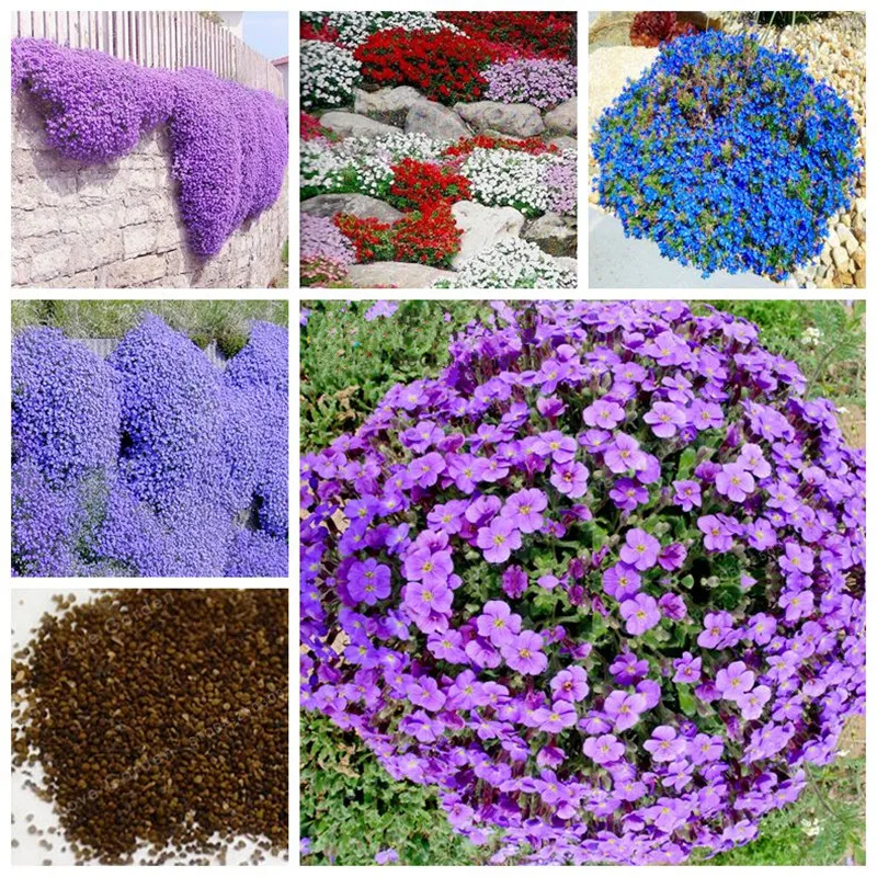 

100Pcs Aubrieta Cultorum Bonsai Rare Purple Ground Cover Rock Cress Flower Bonsai Home Garden Plant Perennial Ground Cover Plant