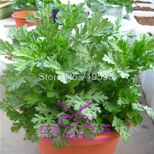 

chrysanthemum bonsais small chrysanthemum Vegetable 100pcs