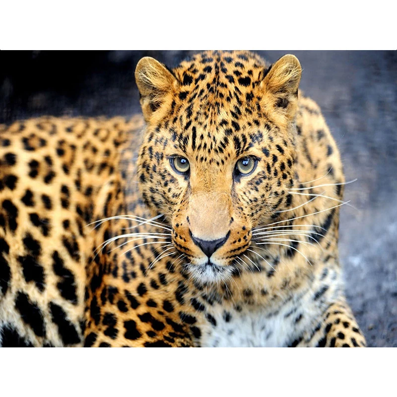 HTB1gBFiCHSYBuNjSspiq6xNzpXa5