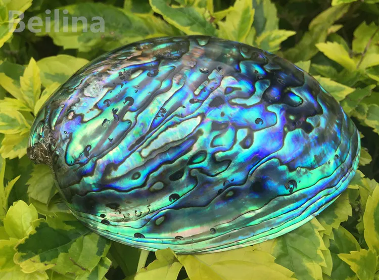 Новая Зеландия синий abalone раковина натуральный ремесло раковины украшение дома Аквариум Ландшафтный Свадебный пейзаж Decoraition 1 лот(2 шт
