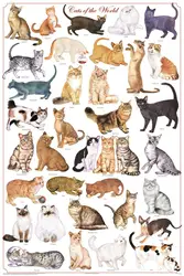 Кошка пород обучающая СХЕМА Шелковый постер декоративный настенный рисунок 24x36 дюймов