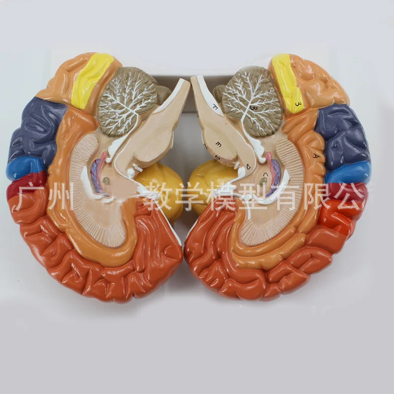 2 Part Color Human Brain Function Domain Anatomy Anatomical Model Medical Artificial Cerebral Cortex Teaching | Канцтовары для