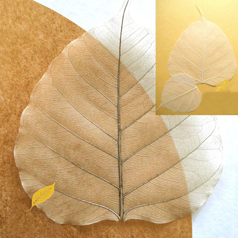 

10 Pieces A-Class Natural Leaf Veining Organic Craft Leaf Skeleton For DIY Home Decoration Peepul Bo-Tree Leaves 4 Sizes