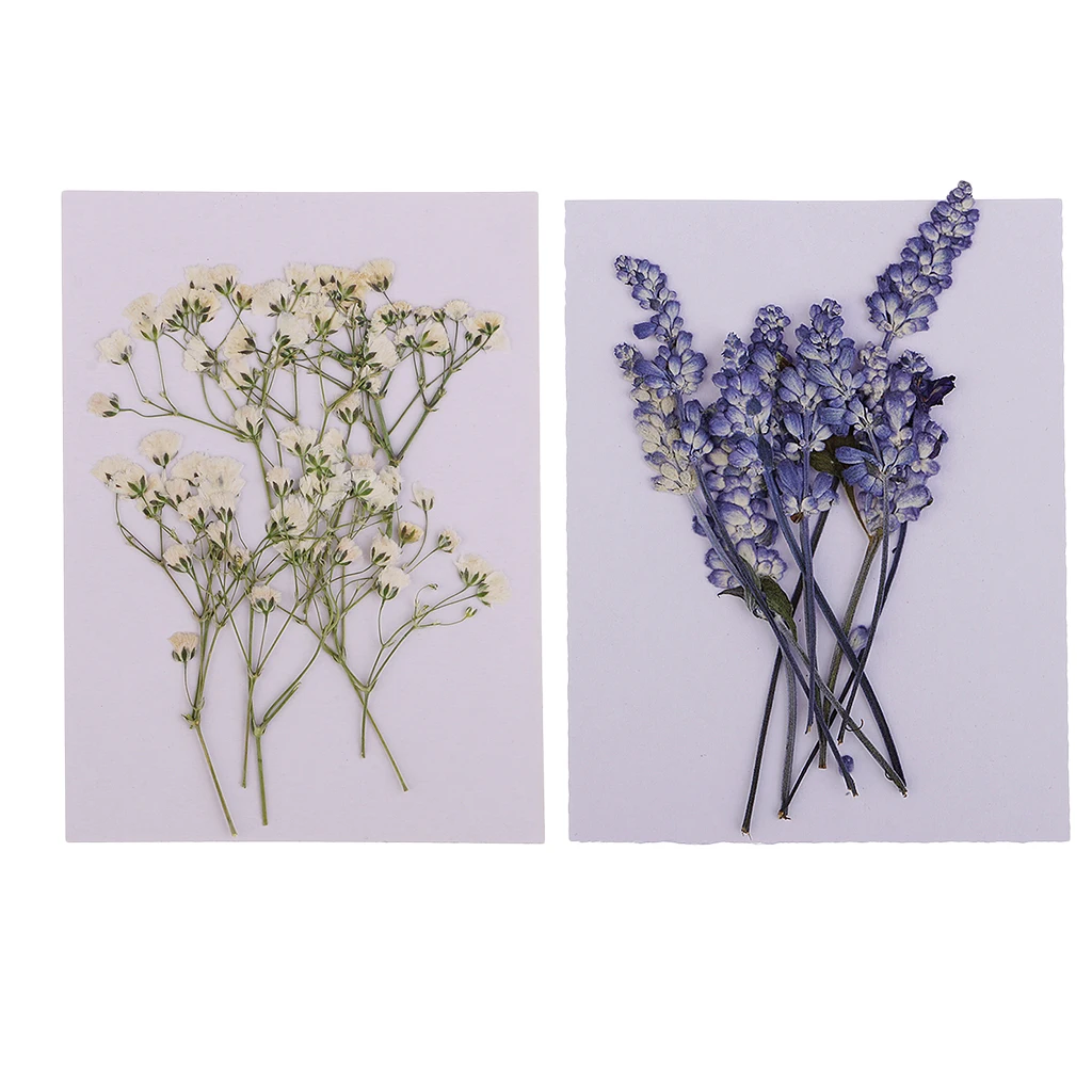 MagiDeal 20x Pressed Dried Flowers Real Babysbreath Sage DIY Scrapbooking Arts Crafts Fake Flowers for gift packaging DIY Craft 