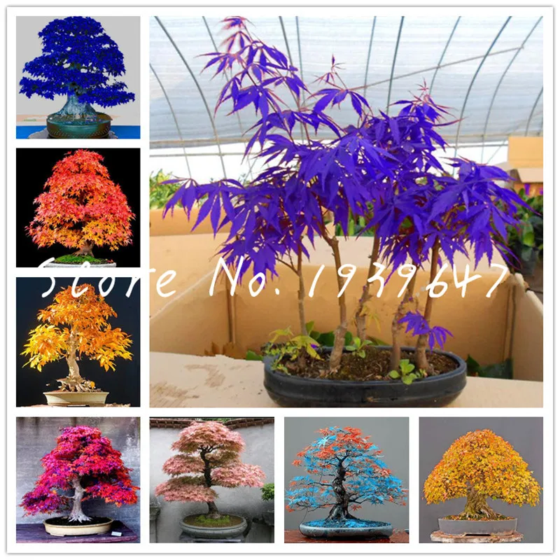 

50 pcs Maple bonsai tree plants 100% true Red Maple Tree bonsai seedsplants Beautiful Indoor Tree home garden decoration plantas