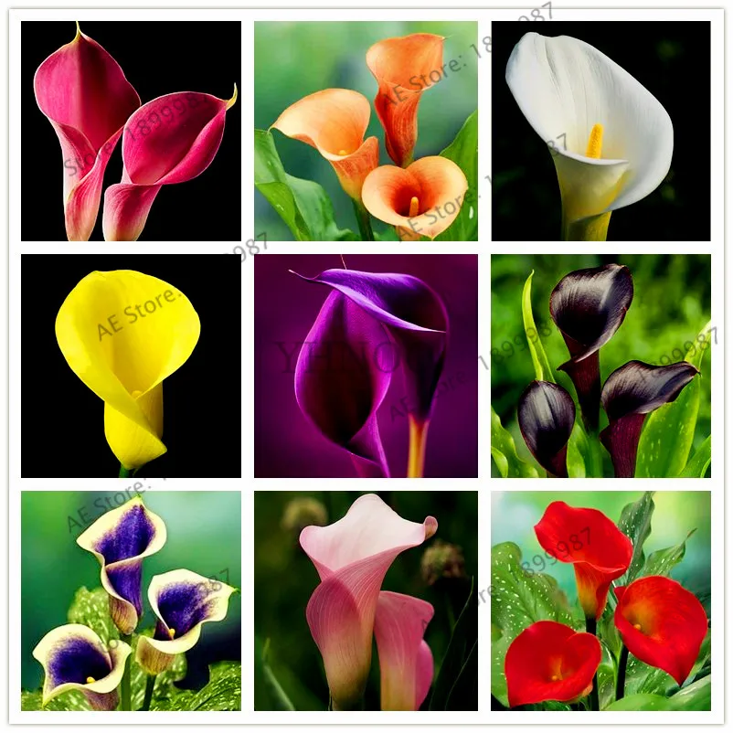 

Big sale!Calla lily bonsai,perennial potted plant for home &garden decoration, easy to plant 100pcs/bag