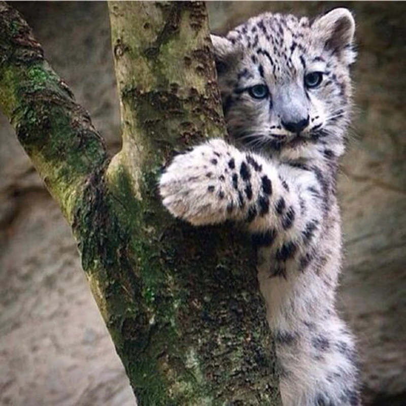 5e86b381a7f7d8ffd22a9f955680274f--leopard-cub-snow-leopard