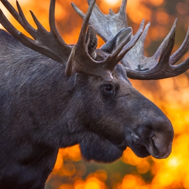Close up of a bull moose in rut in late evening  Kincaid Park  Anchorage  Alaska  autumn   Poster Print (38 x 24)