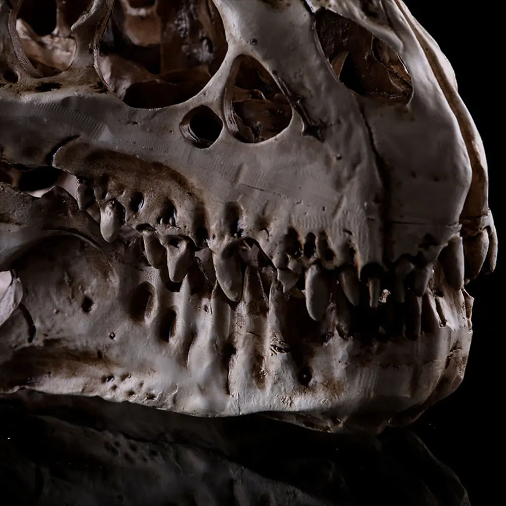 Аквариумные украшения динозавр T Rex подарки с черепами Fossil статуя коллекционные