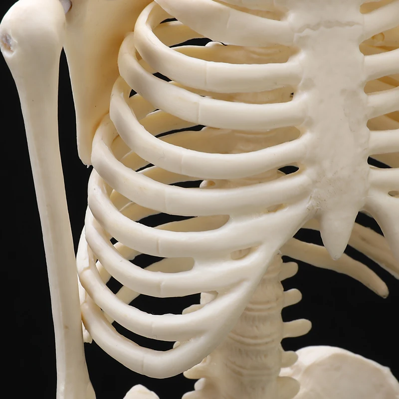 Анатомическая Анатомия человека медицинская модель скелета оптом и в розницу плакат медицинская помощь Анатомия скелета человека модель 45 см