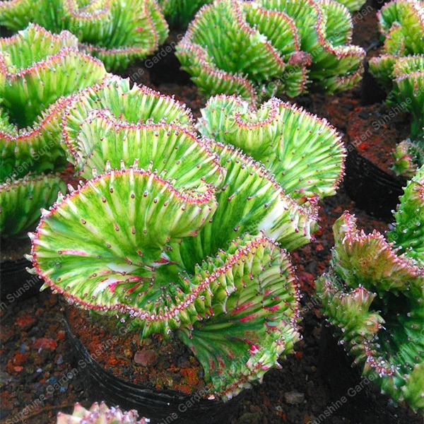 

100PCS Rare Kirin catus succulent Bonsai dragons Plants Balcony Decoration Suculentas Plantas Natural Perennial Organic Garden