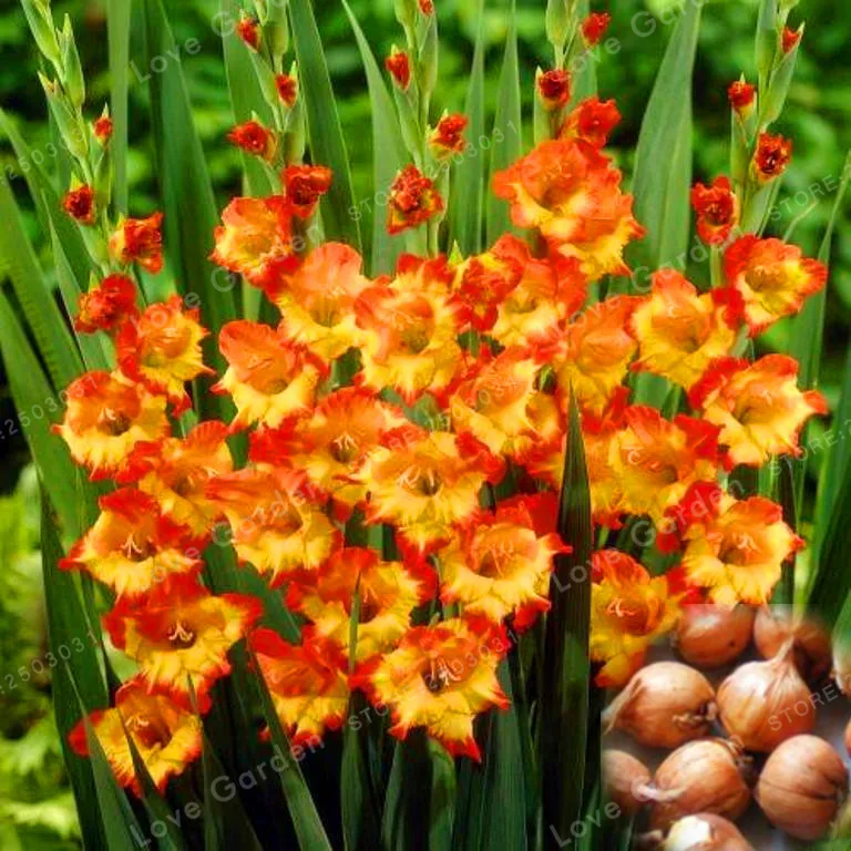 Buy Gladiolus Bulbs(Not Gladiolus Seed), 95