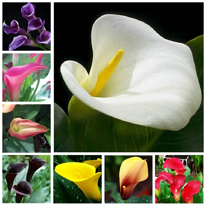 

100 Pcs Calla Lily Bonsai Room Flowers Zantedeschia Aethiopica Outdoor & Indoor Houseplants Home Garden Pot Plant Wedding Decor