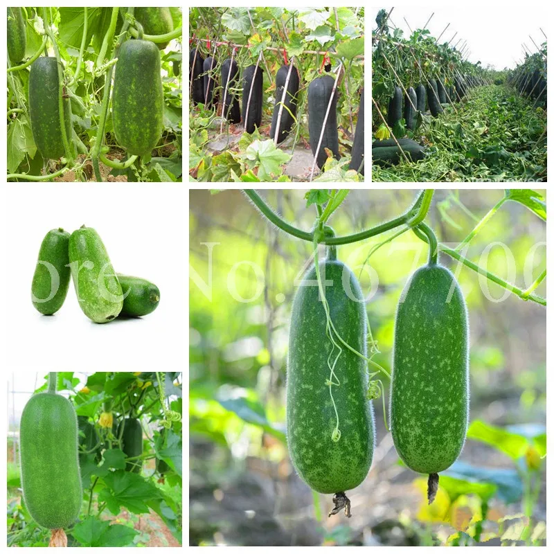 

30pcs/ bag China Waxgourd,Big Melon Bonsais,Color Packaging Potted Plant Fruit for Home Garden Flower Pot Decor Easy to Grow