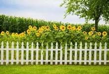 Laeacco Sunflowers Fence Wedding Photocall Photocall Studio Photography Backdrops Photo Backdrop Background For Photo shoots Laeacco Sunflowers Fence Wedding Photocall Photocall Studio Photography Backdrops Photo Backdrop Background For Photo shoots