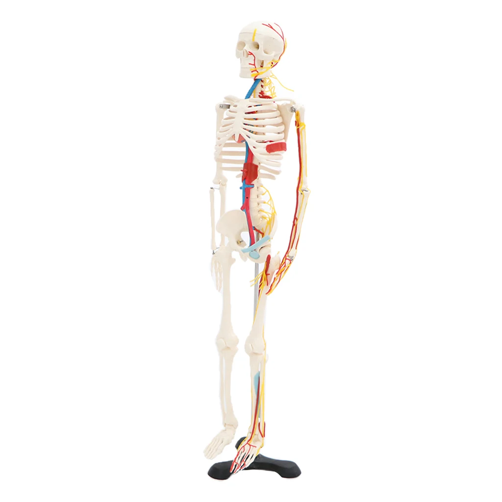 42cm Human Children Body Skeleton Model & 85cm Skeleton Bone Model with Heart Vessel School Anatomical Models Teaching Aids