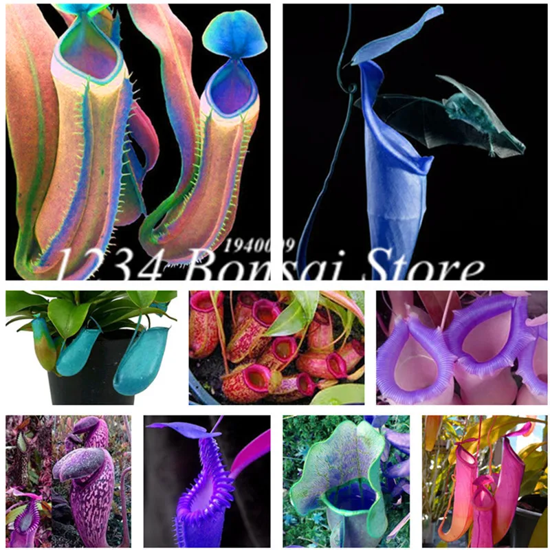 

300 Pcs Nepenthes bonsai Balcony Dionaea Muscipula Potted Bonsai Plants Carnivorous Plants DIY Home Garden the Budding Rate 97%
