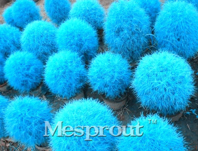 hot sale 100pcs bush kochia scoparia seeds red perennial grass seed bonsai garden ornamental hot sale 100pcs bush kochia scoparia seeds red perennial grass seed bonsai garden ornamental
