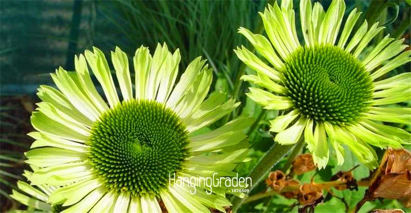 Loss Promotion Echinacea Green Jewel Bonsai 100 Pcs Lot Rare Coreflower Flores Flowers For Room Garden Plants J2676r Loss Promotion Echinacea Green Jewel Bonsai 100 Pcs Lot Rare Coreflower Flores Flowers For Room Garden Plants J2676r