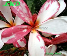 7-15inch Rooted Plumeria Plant Thailand Rare Real Frangipani Plants no82-dwarf-singpore-3