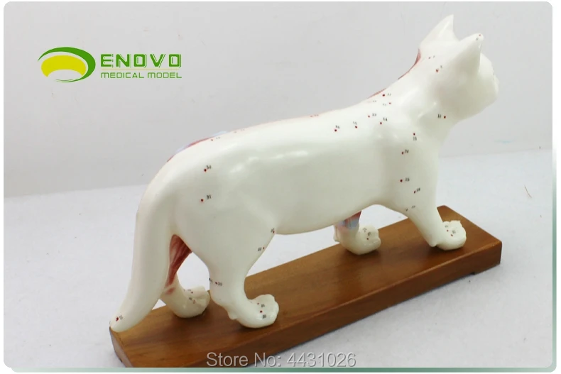 ENOVO Cat moxibustion model veterinarian learn animal anatomy model pet model animal acupuncture