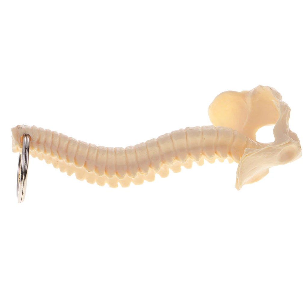 Miniature Human Spine Skeleton Model Keychain School Learning Tool