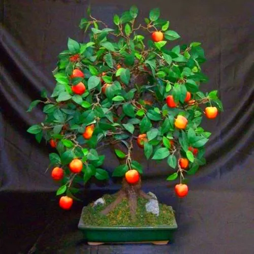 30/bag Mini Apple Fruit Bonsai Seeds, Bonsai Mini Apple Tree, Apple