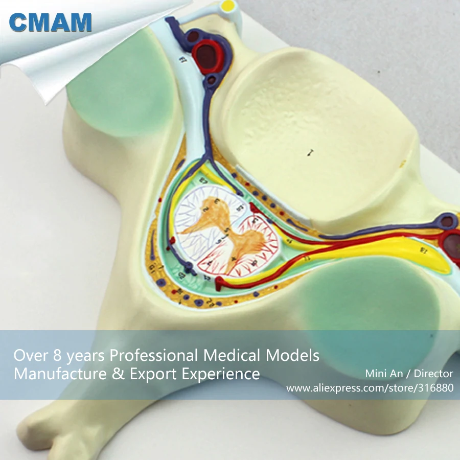 12394/человеческий шейный C5 позвонка анатомическая модель, медицинская научная образовательная учебная анатомическая модель