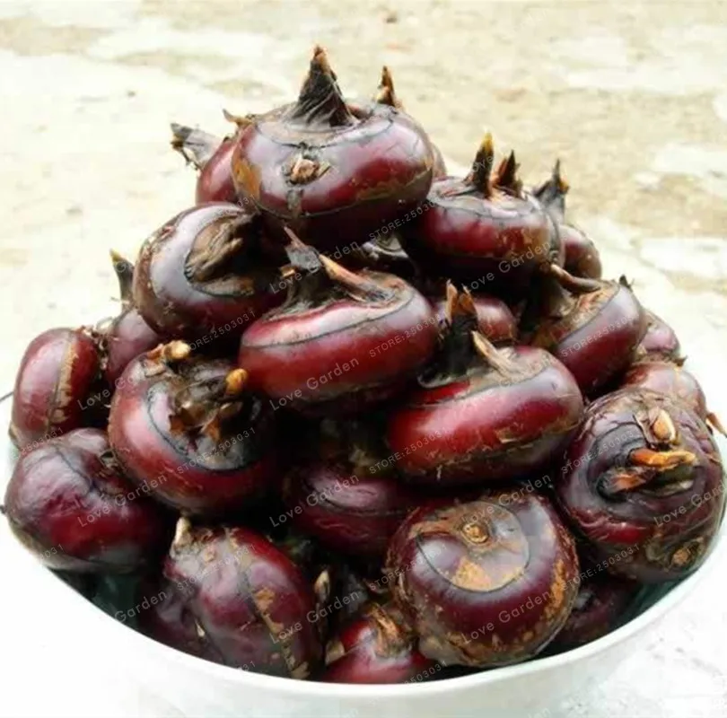 asian-water-chestnut-plant-picture-sexy-brunette-woman-big-butts