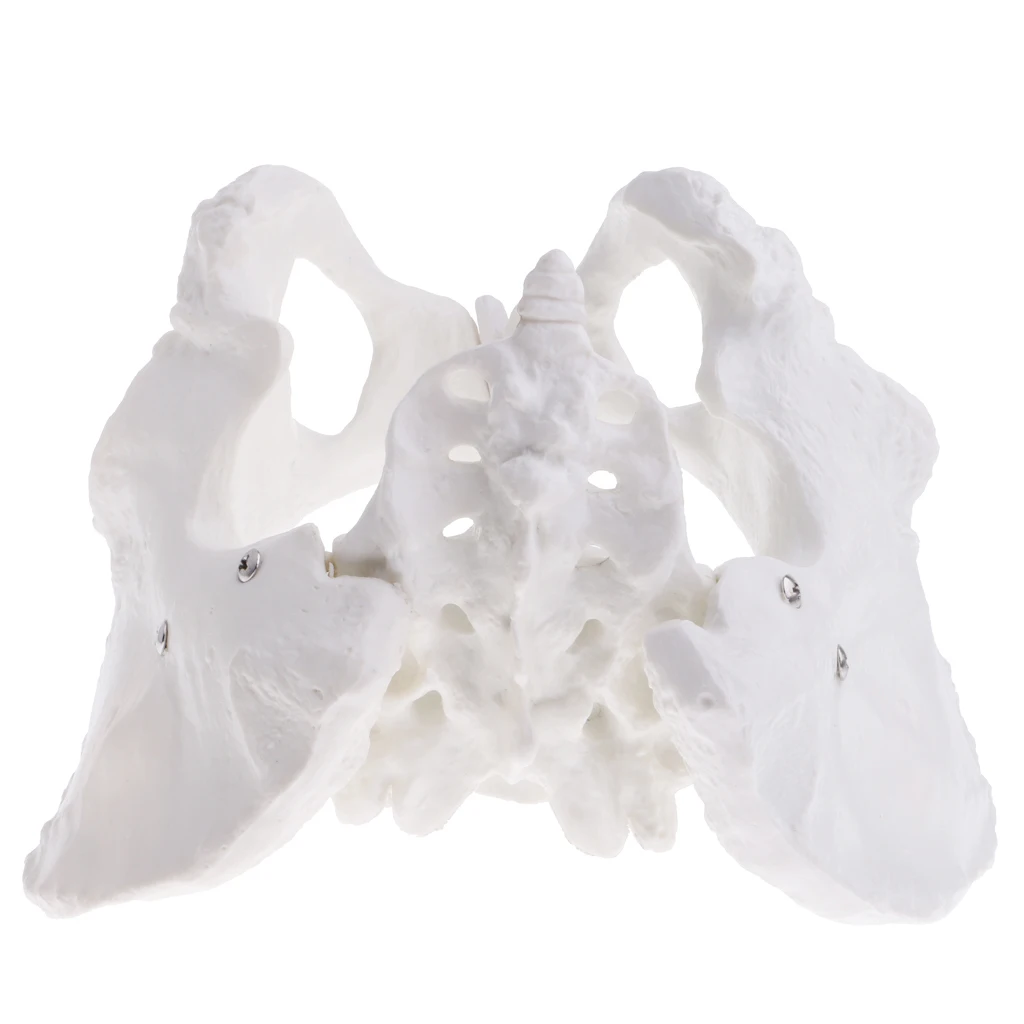 

Lifesize Replica Human Female Pelvis W/ Coccyx Sacrum Pubis Skeleton Model Educative Tools Lab Equipment