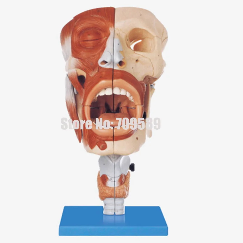 

ISO Anatomical Nasal Model with Oral, Pharynx and Larynx Model