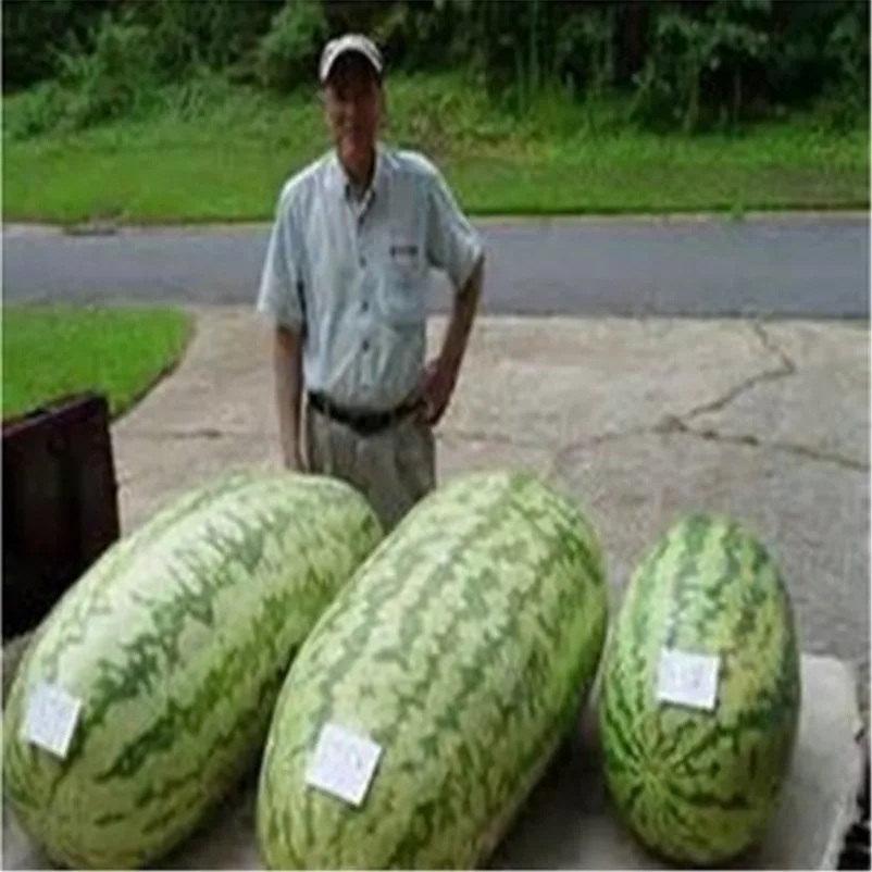 Myporn big clit Huge mature melon
