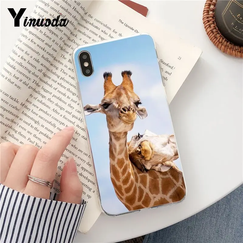 Wear Glasses Giraffe