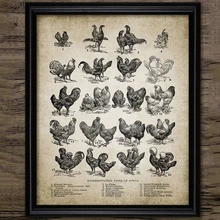 Vintage pollo razas arte de la pared lienzo Poster impresiones aves de corral granja Vintage gallina ilustración pintura cuadro decoración de la pared del hogar