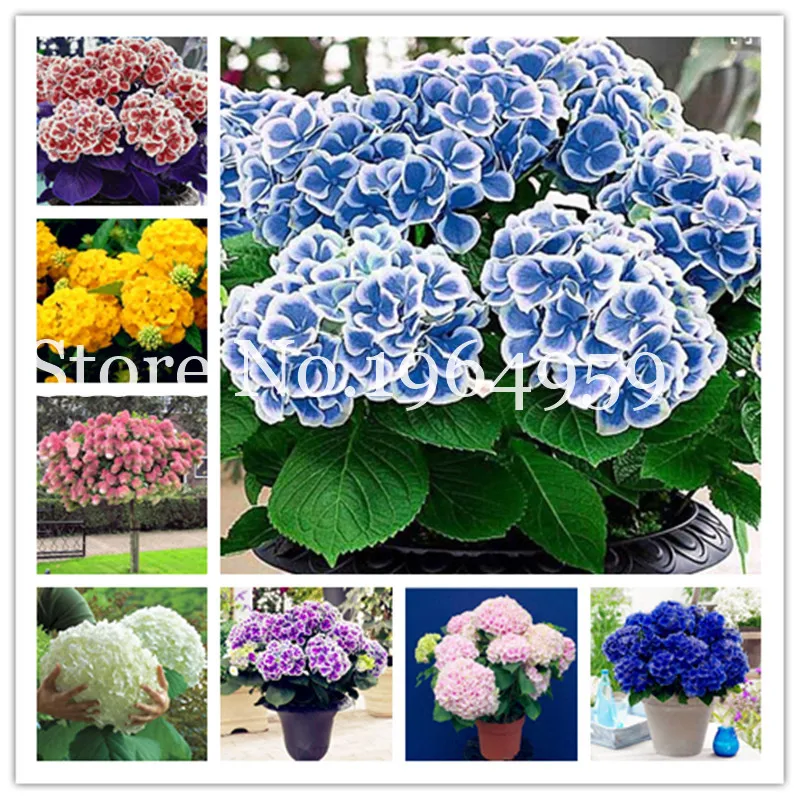

Multiple Color Choices 50 Pcs Hydrangea Bonsai, Paniculata 'Vanilla Fraise', Perennial Balcony Ornamental Flowers, Garden Planta