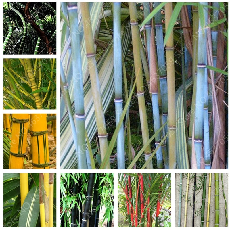 

20 PCS Perennial Bamboo Plant Fresh Giant Mixed Moso Bambu Plant Bambusa Tree Ornamental Planta for Home Garden Flower Pot Plant