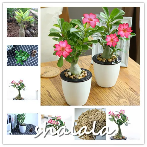 

5pcs/bag Mixed color Adenium Obesum flores red desert rose plantas,bonsai flower plante for home garden planting,easy to grow