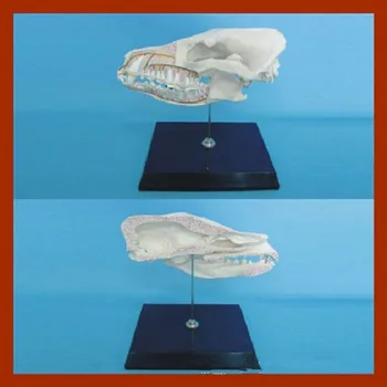 

Dog Head and Teeth Bone Skull Skeleton Model Animal Skull Skeleton Model Animal Dog Anatomy Medical Veterinary Teaching Model